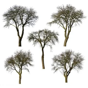 Set of trees without leaves. Stock Photos