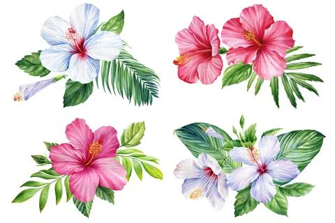 Set of Tropical flora isolated background, hibiscus and palm leaf, Beautiful Stock Illustration