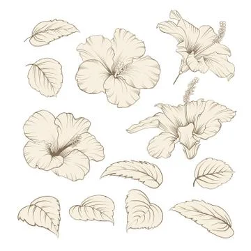 Set of tropical flowers elements. Collection of hibiscus flowers on a white Stock Illustration