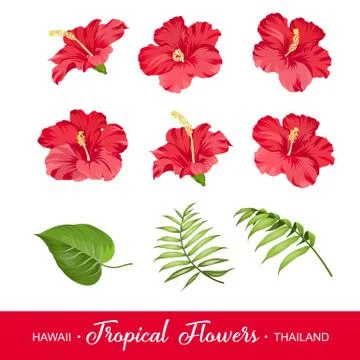 Set of tropical flowers elements Stock-Illustration