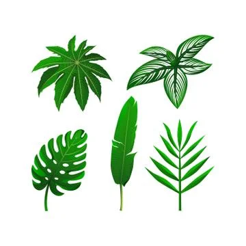 Set of tropical green leaves. Vector illustration collection. isolated elemen Stockillustratie