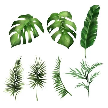 Set of tropical leaf monstera, forest leaves vector illustration on white bac Illustrazione stock