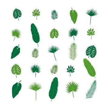 Set of tropical leaves. Nature elements for your design Stock Illustration