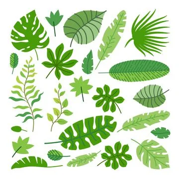 Set of tropical leaves. Vector rainforest leaves Stock Illustration