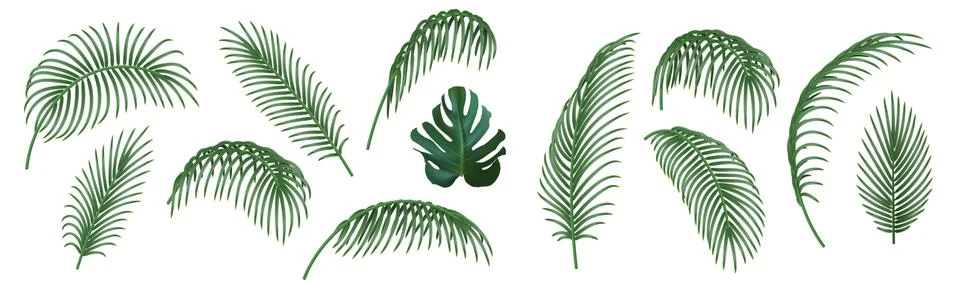 Set of tropical palm tree branches. Green realistic palm leaves, decorative d イラスト素材