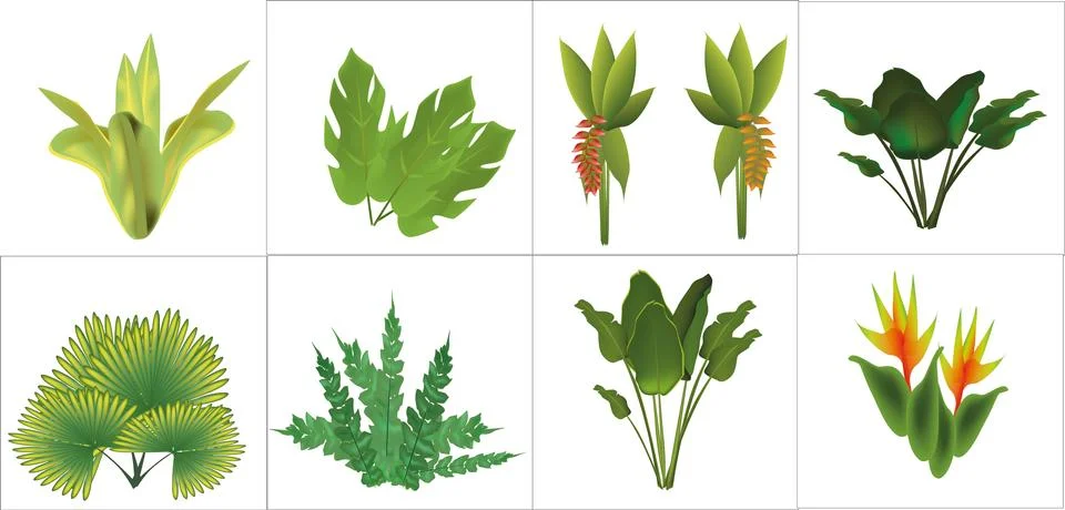 Set of tropical plants Stock Illustration