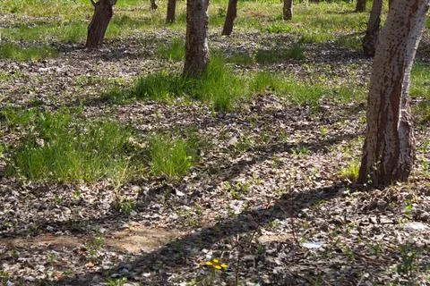 Set of trunks of a forest in a protected natural environment Stock Photos