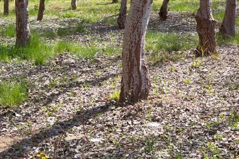 Set of trunks of a forest in a protected natural environment Stock Photos