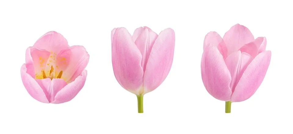 Set of tulip buds in different camera angles isolated on white background Stockfoto's