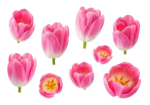 Set of tulip buds in different camera angles isolated on white background 스톡 사진