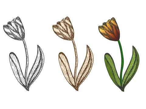 Set of tulip in different colors. Engraving vector illustration. Stock Illustration