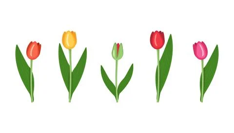 A set of Tulips of different colours Illustrazione stock