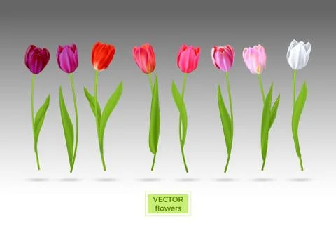 Set tulips flowers Stock Illustration