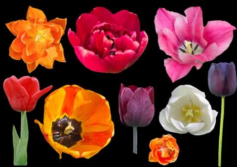 Set  of tulips isolated Stock Photos