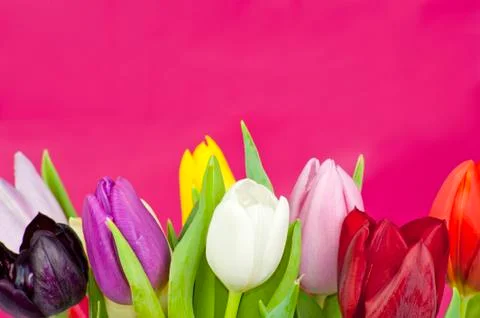 Set of tulips on violet background Stock Photos