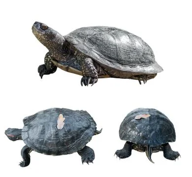 Set of turtles. turtles from different sides Stock Photos