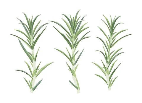 Set twigs, leafs. Designer design elements. Vector illustration isolated on Stock Illustration