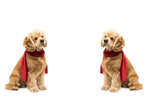 Set of two American cocker spaniel in a red scarf Stock Photos