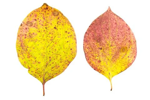 Set of two autumn leaves in different states of withering Stock Photos