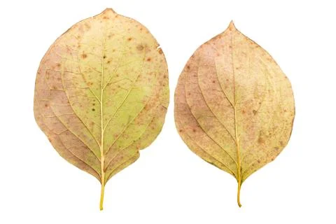 Set of two autumn leaves in different states of withering Stock Photos