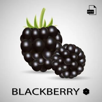 Set Of Two Blackberries Isolated On A Background. Stock Illustration