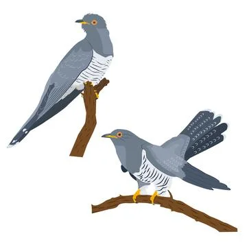 Set of two cuckoos sitting on branches Stock Illustration