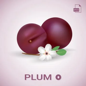 Set Of Two Fresh Ripe Plums With Leaves And Flowers. Stock Illustration