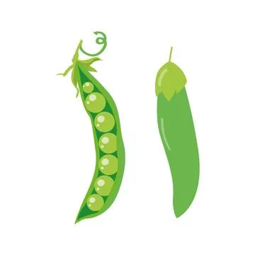 Set of two green peas isolated on white background Stock Illustration