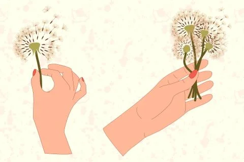 Set of two hands and dandelion bouquet in flat style. Stock Illustration