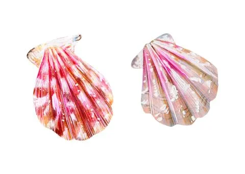 Set of two isolated sea scallops. Stock Illustration
