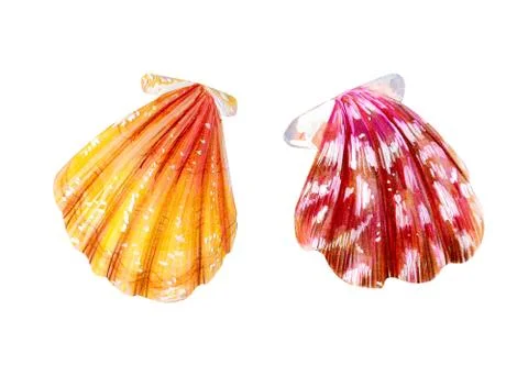 Set of two isolated sea scallops. Stock Illustration