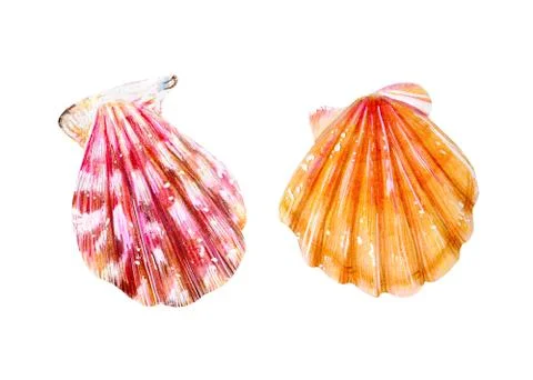 Set of two isolated sea scallops. Stock Illustration