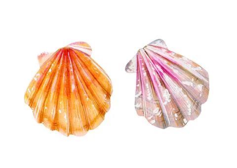 Set of two isolated sea scallops. Stock Illustration