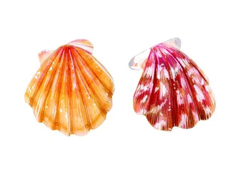 Set of two isolated sea scallops. Stock Illustration