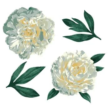 Set of two lush white peonies with leaves Stock Illustration