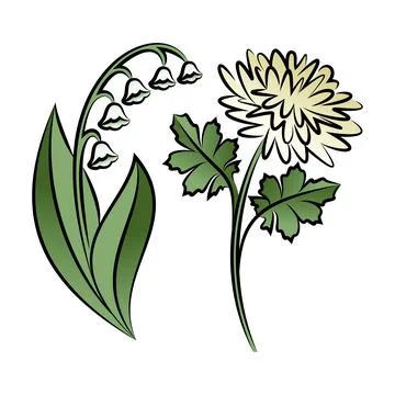 Set of two outlined flowers. Lilies and chrysanthemums  In sketch hand drawn Stock Illustration