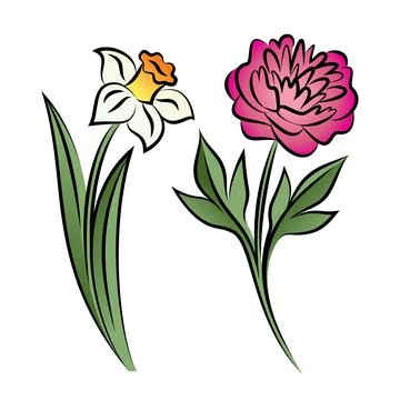 Set of two outlined flowers. Peony and narcissus In sketch hand drawn style. Stock Illustration