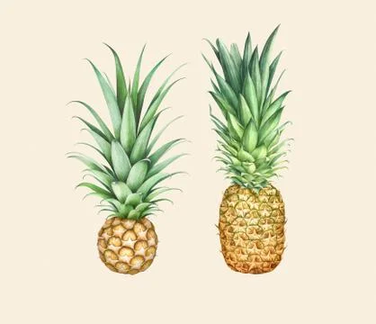 Set of two pineapples isolated on beige background. Watercolor illustration. Stock Illustration