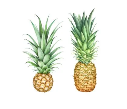 Set of two pineapples isolated on white background. Watercolor illustration. Stock Illustration