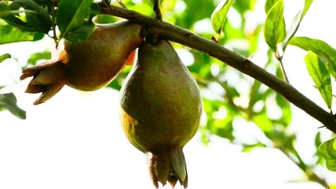 Set Of Two pomegranate are Grown in The Organic Farm Video stock 73828367