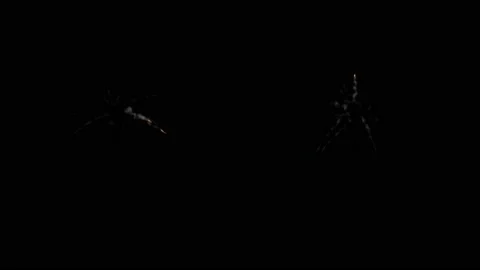 Set of two Powder explosion on black background.  Video stock 132974143