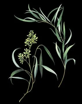 Set of two watercolor eucalyptus branches with seeds on black background Stock Illustration
