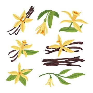 Set of vanilla collection kit with vanilla pod, flowers and leaves, Sweet s.. Stock Illustration