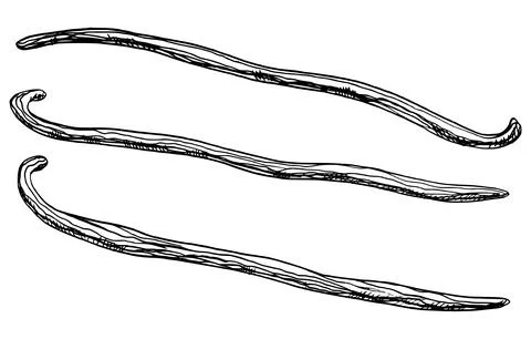 Set of Vanilla Sticks. Vector hand drawn illustration of herbal Pods for food Stock Illustration