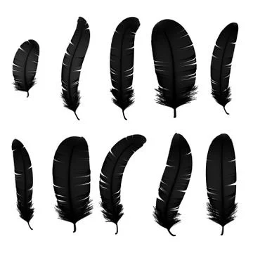 Set of various black bird feathers on a transparent background. Collection 3d Stock Illustration