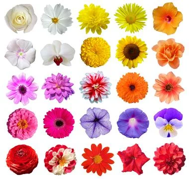 Set of various flowers on white background. Stock Photos