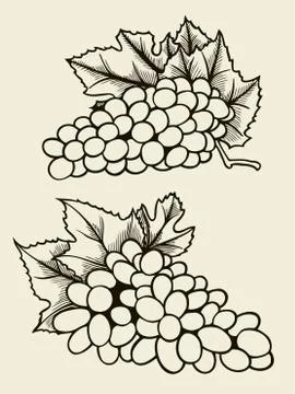 Set of various grape. Stockillustratie