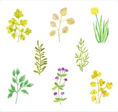 Set of Various Herbs or Plants, Watercolor Hand Painted, Isolated on White Stock Illustration