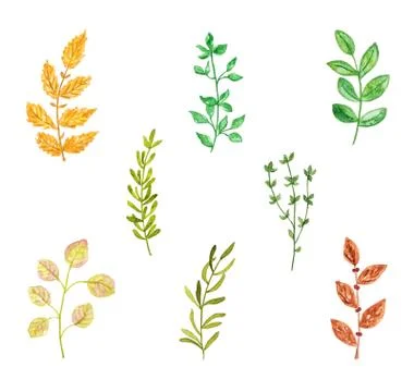 Set of Various Herbs or Plants, Watercolor Painted, Isolated on White Stock Illustration