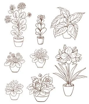 Set of various houseplants Stock Illustration